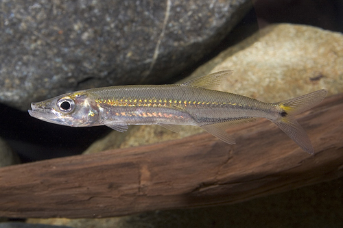 picture of Barracuda SA Med                                                                                     Acestrorhynchus falcirostris