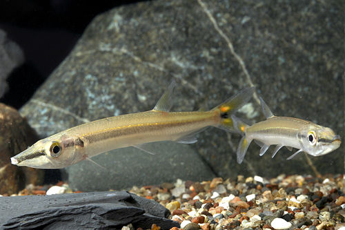 picture of Striped Barracuda Reg                                                                                Acestrorhynchus isalinae