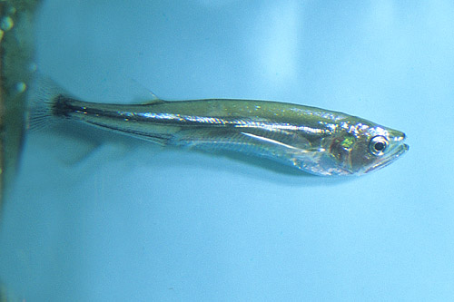 picture of Biara Rhaphiodon Vulpinus Med                                                                        Rhaphiodon vulpinus