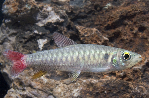 picture of Yellowfin Chalceus Reg                                                                               Chalceus eryhtrurus