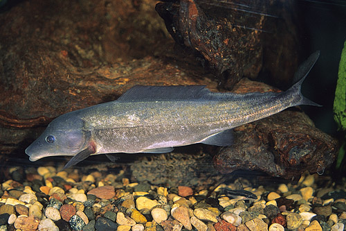 picture of Dolphin Mormyrid Reg                                                                                 Mormyrus longirostris