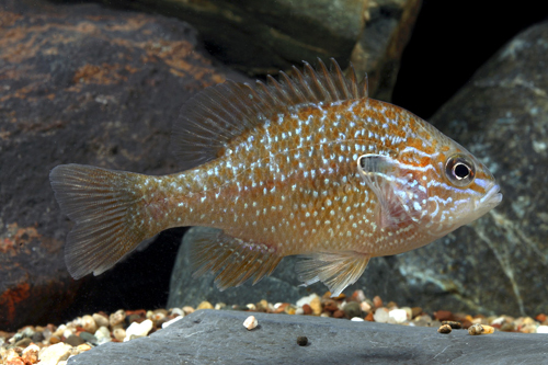 picture of Longear Sunfish Med                                                                                  Lepomis megalotus