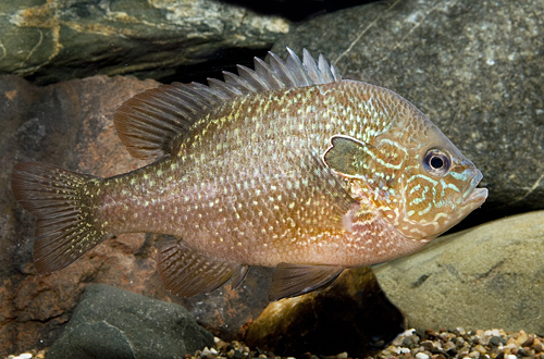 picture of Longear Sunfish Lrg                                                                                  Lepomis megalotus