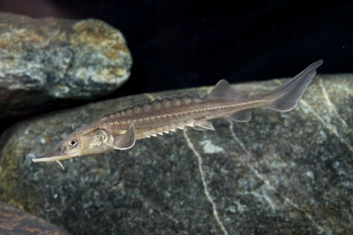 picture of Pacific Sturgeon Reg                                                                                 Acipenser transmontanus