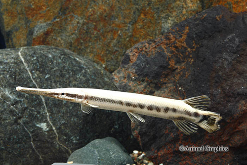 picture of Gar Tank Raised Reg                                                                                  Lepisosteus oculatus