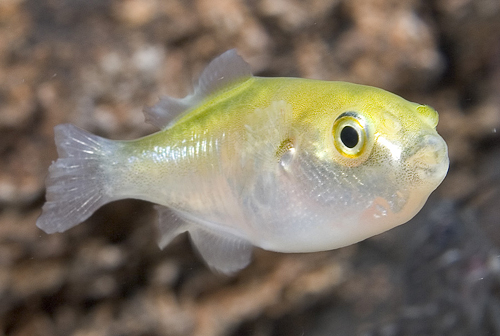 picture of Avocado Puffer Lrg                                                                                   Xenopterus naritus