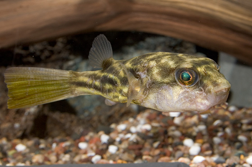 picture of Fahaka Puffer Med                                                                                    Tetraodon lineatus