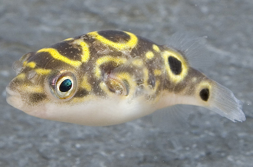 picture of Figure Eight Puffer Sml                                                                              Tetraodon biocellatus