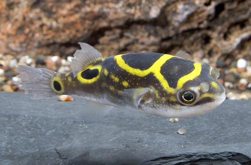 picture of Figure Eight Puffer Xlg                                                                              Tetraodon biocellatus