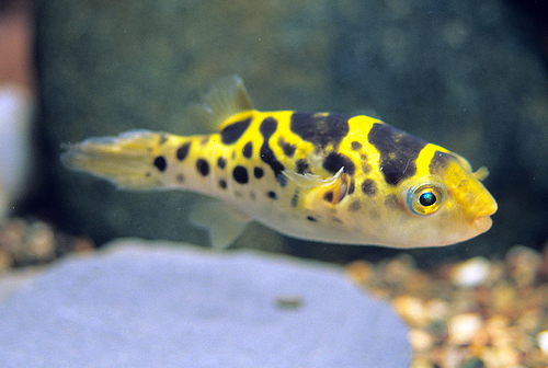 picture of Ceylon Green Puffer Sml                                                                              Tetraodon fluviatilis