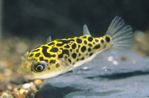 picture of Leopard Puffer Sml                                                                                   Tetraodon nigroviridis