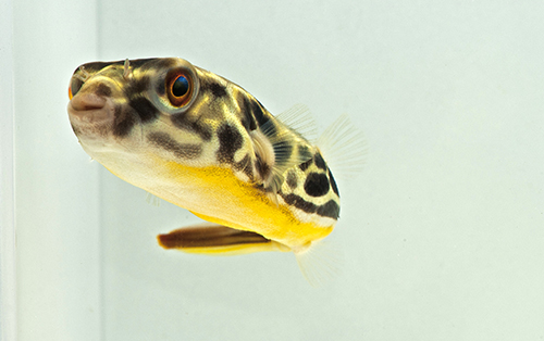 picture of Mbu Puffer Med                                                                                       Tetraodon mbu