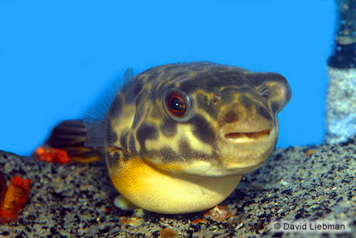 picture of Mbu Puffer Xlg                                                                                       Tetraodon mbu