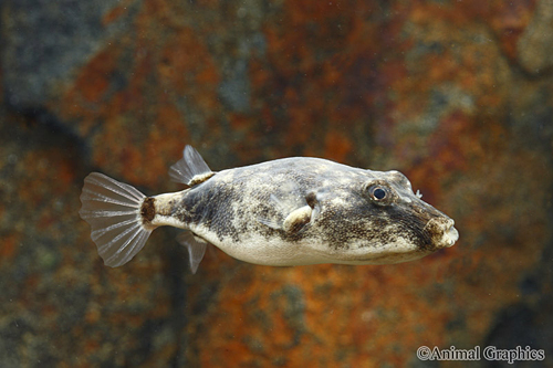 picture of Miurus Puffer Sml                                                                                    Tetraodon miurus