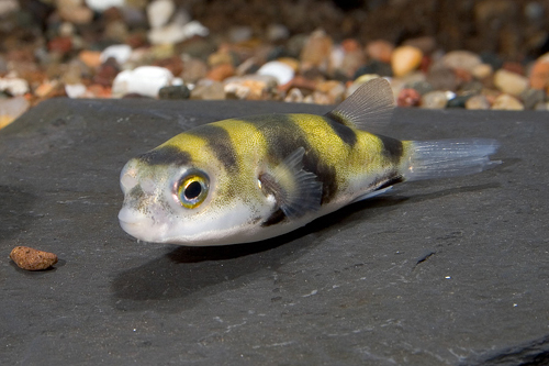 picture of South American Puffer Reg                                                                            Colomesus asellus