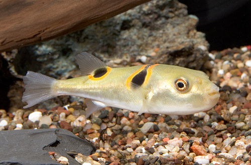 picture of Orange Saddle Fugu Puffer Lrg                                                                        Takifugu ocellatus