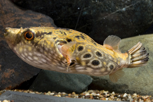 picture of Dragon Puffer Lrg                                                                                    Tetraodon palembangensis