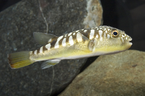 picture of Milk Spotted Puffer Med                                                                              Chelenodon patoca