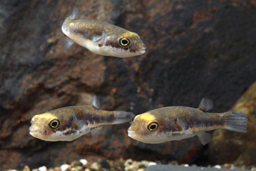 picture of Samurai Puffer Reg                                                                                   Tetraodon eryhtrotaenia