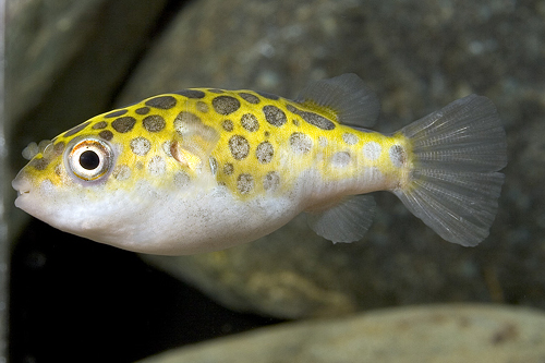 picture of Schoutedeni Puffer Reg                                                                               Tetraodon schoutedeni