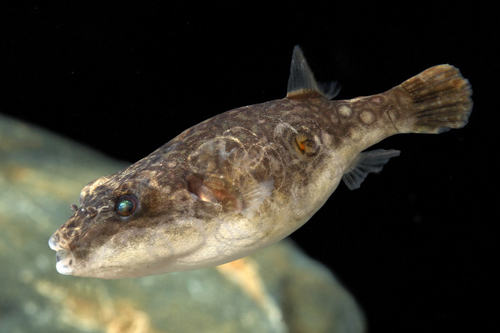 picture of Black River Puffer Lrg                                                                               Tetraodon cochinchensis