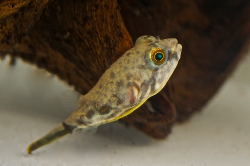 picture of African Fahaka Puffer Tank Raised Sml                                                                Tetraodon lineatus