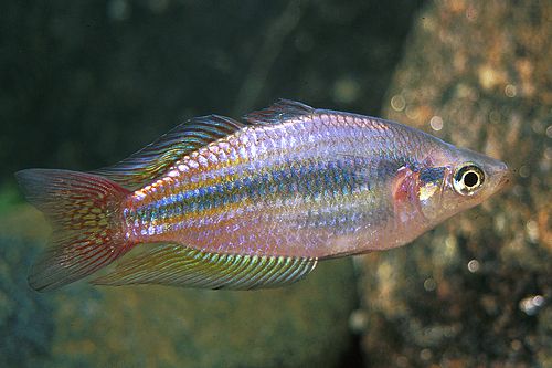 picture of Australian Rainbow Reg                                                                               Melanotaenia splendida australis