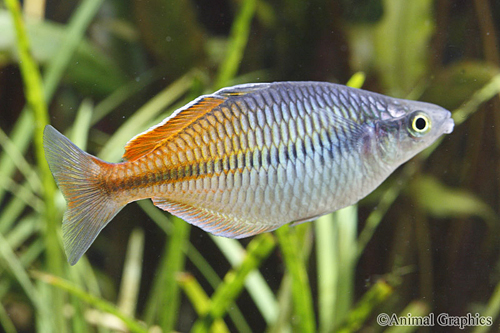 picture of Boesemani Rainbow Reg                                                                                Melanotaenia boesemani