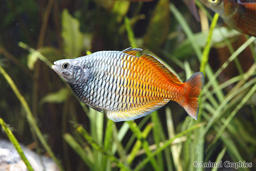 picture of Boesemani Rainbow Lrg                                                                                Melanotaenia boesemani