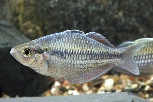 picture of Dwarf Kamaka Rainbow Reg                                                                             Melanotaenia kamaka