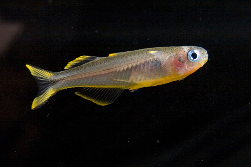 picture of Furcata Rainbow Lrg                                                                                  Pseudomugil furcatus