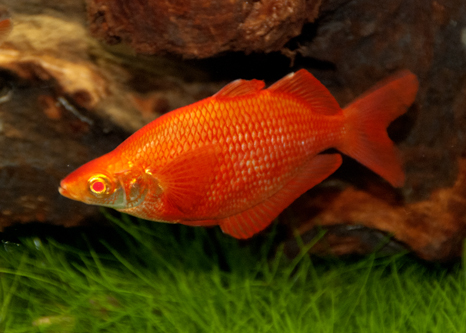 picture of Albino Orange Millennium Rainbow Male Med                                                            Glossolepis pseudoincisus 'Albino'