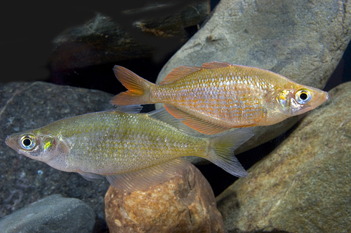 picture of Millennium Rainbow Reg                                                                               Glossolepis pseudoincisus