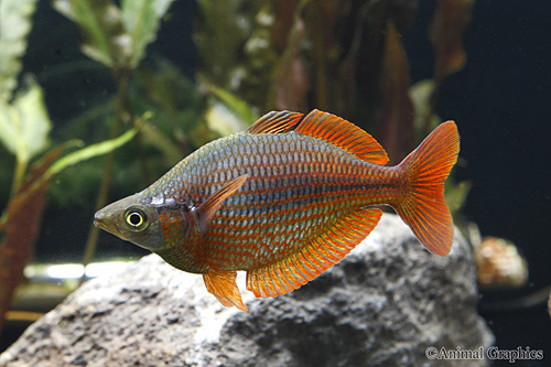 picture of Millennium Rainbow Lrg                                                                               Glossolepis pseudoincisus