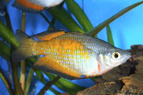 picture of Parkinsoni Rainbow Sml                                                                               Melanotaenia parkinsoni