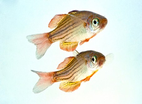 picture of Redtail Eight Line Rainbow Med                                                                       Melanotaenia splendida australis