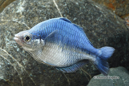 picture of Turquoise Rainbow Sml                                                                                Melanotaenia lacustris