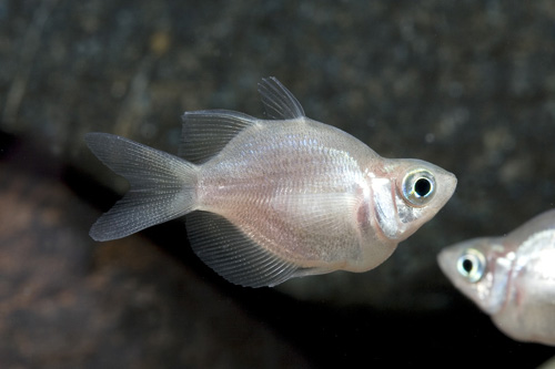 picture of Balloon New Guinea Rainbow Reg                                                                       Glossolepis incisus