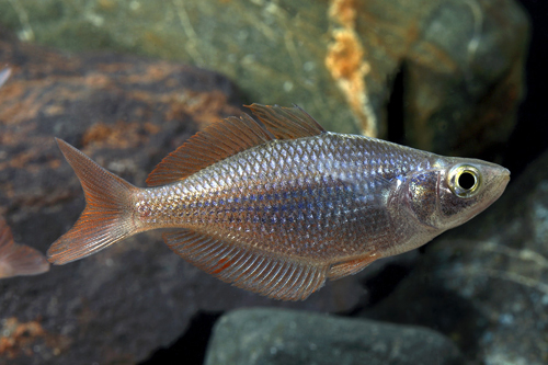 picture of Boesemani Rainbow Hybrid Reg                                                                         Melanotaenia boesmani hybrid