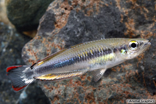 picture of Madagascar Rainbow Male Reg                                                                          Bedotia madagascariensis