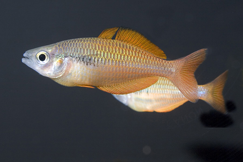 picture of Parva Rainbow Reg                                                                                    Melanotaenia parva