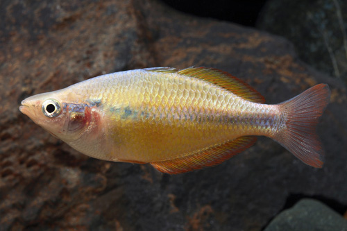 picture of Yellow Rainbow Male Reg                                                                              Melanotaenia herbertaxelrodi