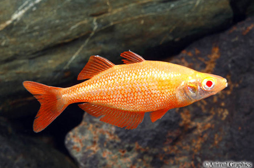 picture of Albino Orange Mill Rainbow Reg                                                                       Glossolepis pseudoincisus 'Albino'