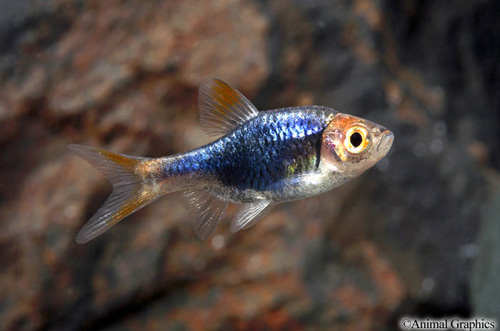 picture of Black Rasbora Het Florida Sml                                                                        Trigonostigma heteromorpha 'Black'