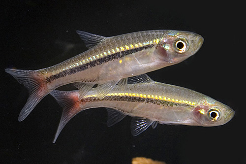 picture of Brilliant Rasbora Reg                                                                                Rasbora borapetensis