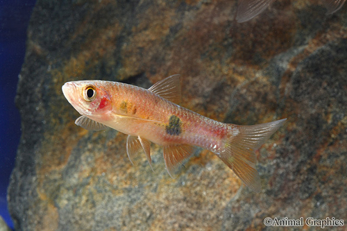 picture of Clown Rasbora Sml                                                                                    Rasbora kalochroma