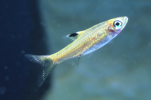 picture of Emerald Eye Rasbora Reg                                                                              Brevibora dorsiocellata