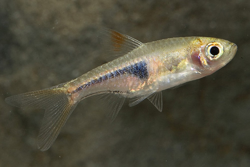 picture of Espei Rasbora Reg                                                                                    Trigonostigma espei