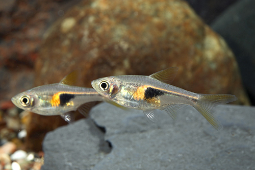 picture of Hengelli Rasbora Reg                                                                                 Trigonostigma hengelii