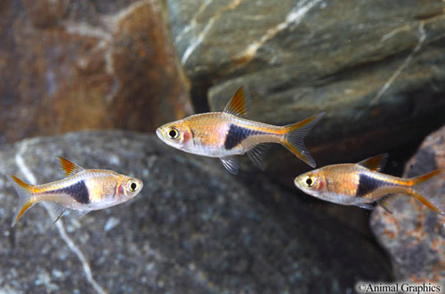 picture of Rasbora Het Florida Reg                                                                              Trigonostigma heteromorpha